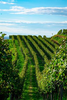 Beautiful vineyard with lush green vines under a clear blue sky, perfect for wine production.