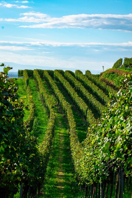 Beautiful vineyard with lush green vines under a clear blue sky, perfect for wine production.