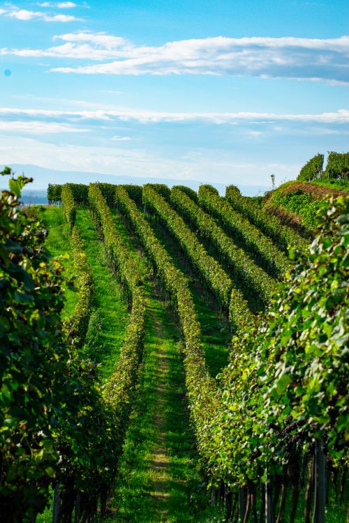 Free Beautiful vineyard with lush green vines under a clear blue sky, perfect for wine production. Stock Photo