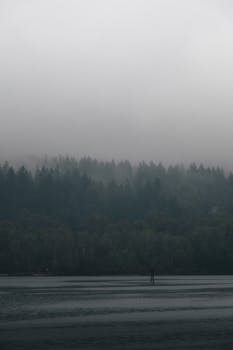 Moody foggy forest overlooking a serene ocean in Port Moody, BC, Canada.