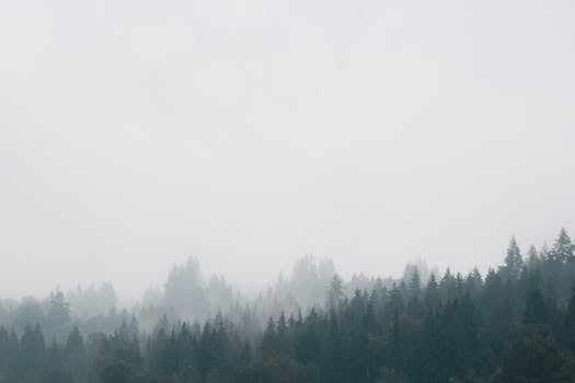 Serene view of fog embracing dense forest in Port Moody, BC.