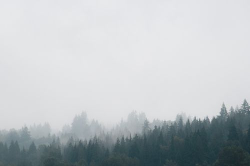 Free Serene view of fog embracing dense forest in Port Moody, BC. Stock Photo