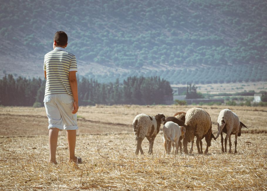 Un joven pastor supervisa ovejas en un paisaje rural tunecino.