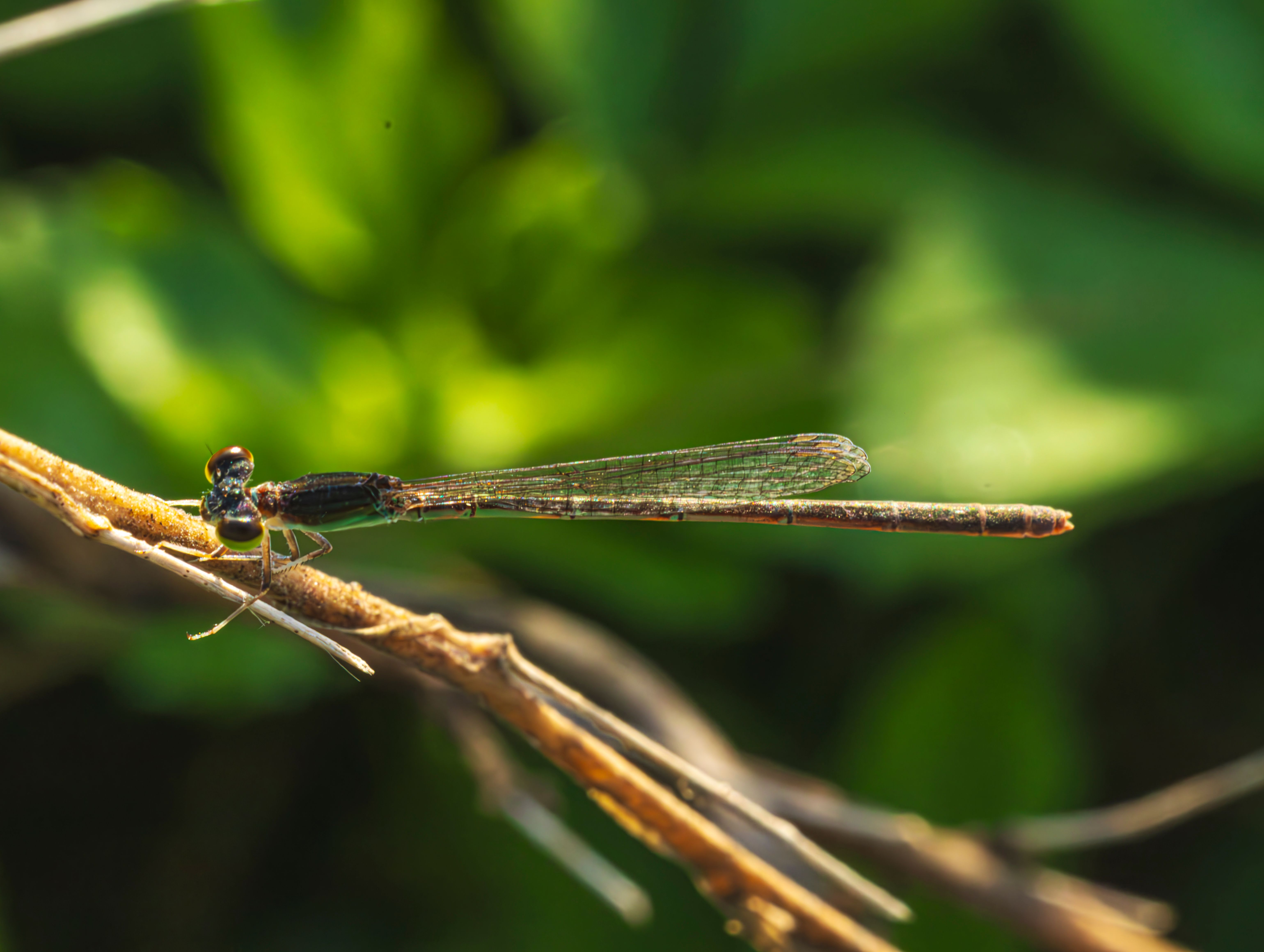 Close-up of a Damselfly on a Twig in Nature · Free Stock Photo