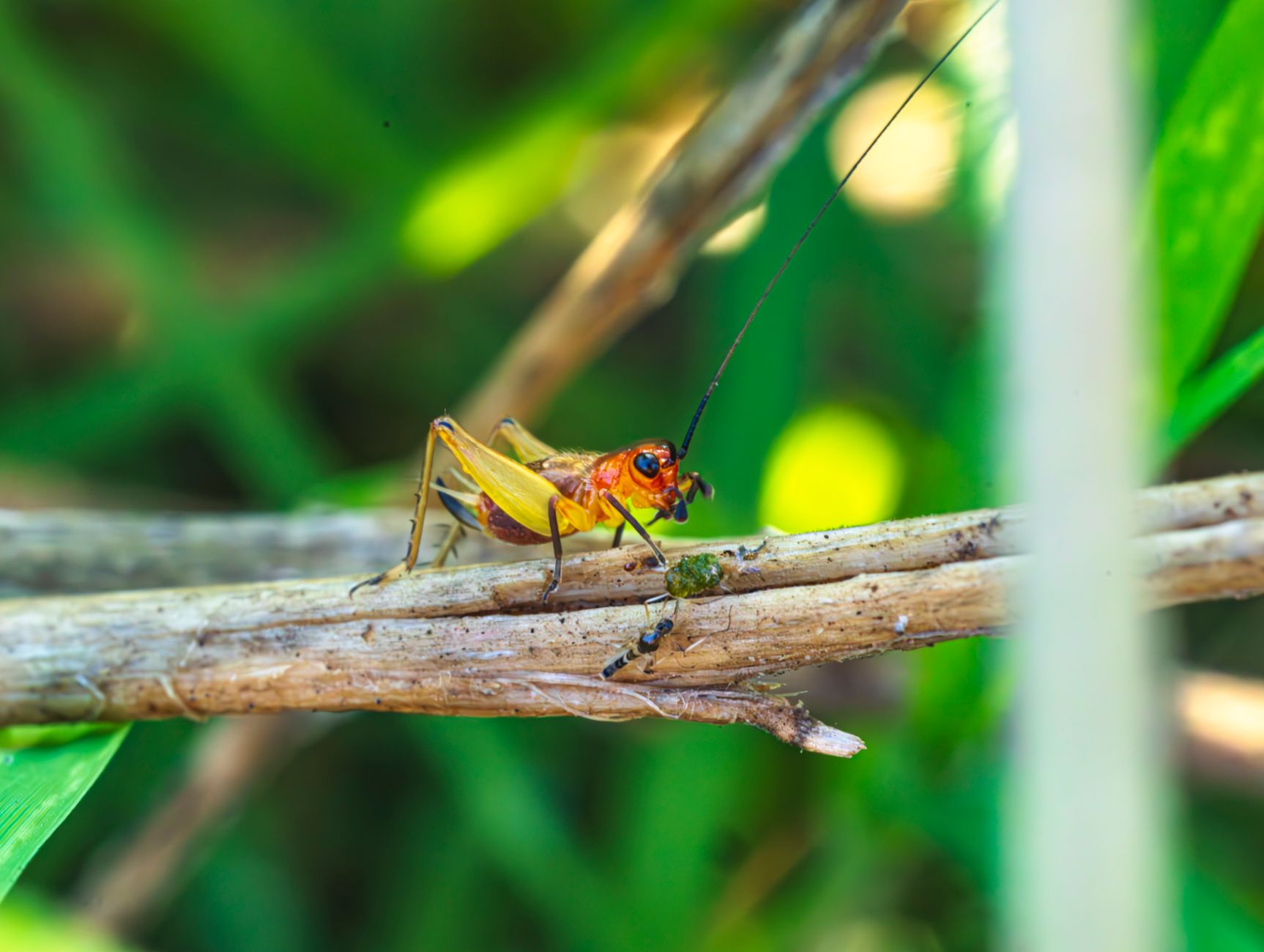Vibrant macro shot of a cricket perched on a branch outdoors.