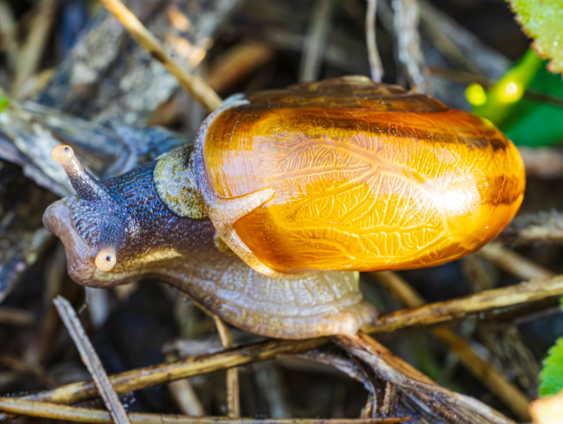 Detailed close-up of a garden snail with a glossy shell crawling among twigs.