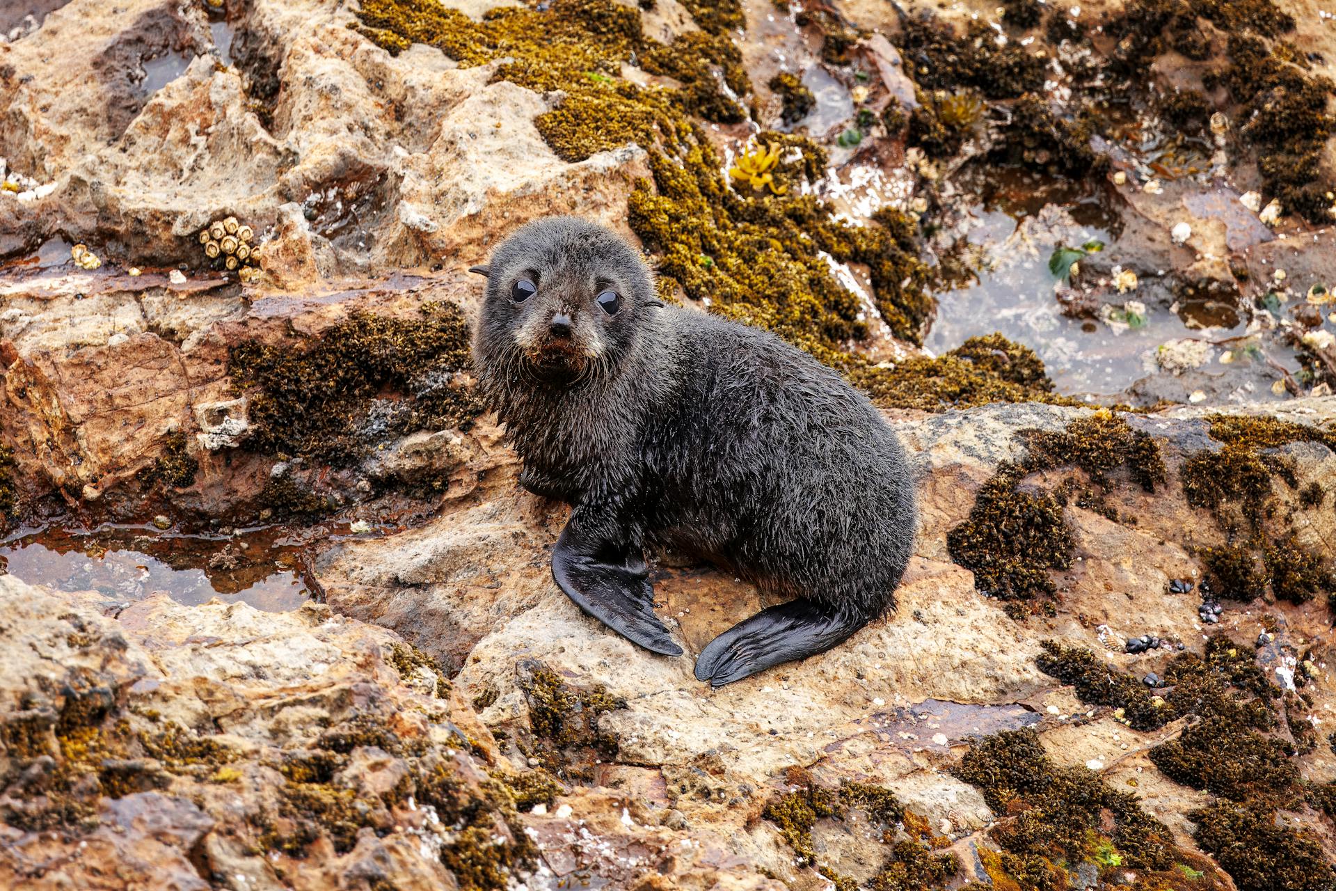 Un adorable bébé phoque sur la côte rocheuse