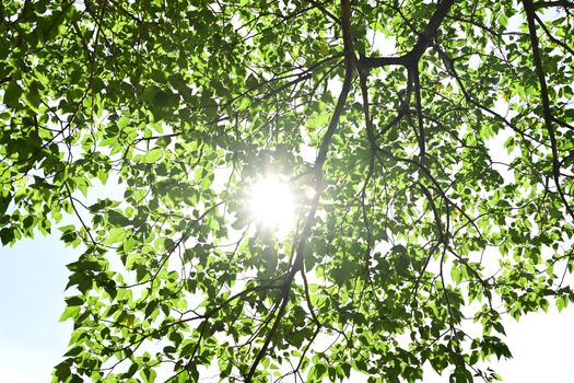 Bright sunlight shining through lush green tree leaves on a clear day.