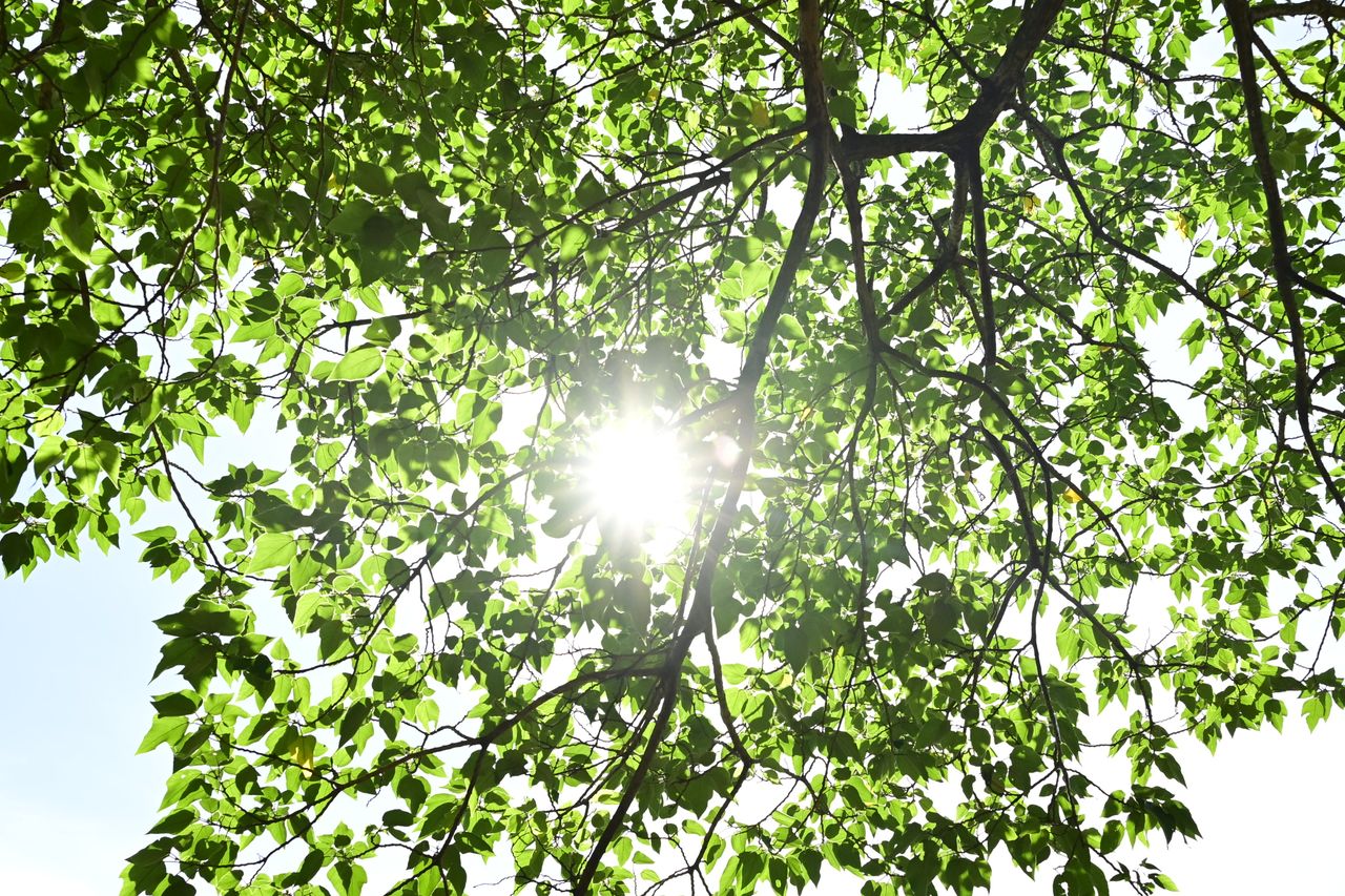 bright sunlight shining through lush green tree leaves on a clear day