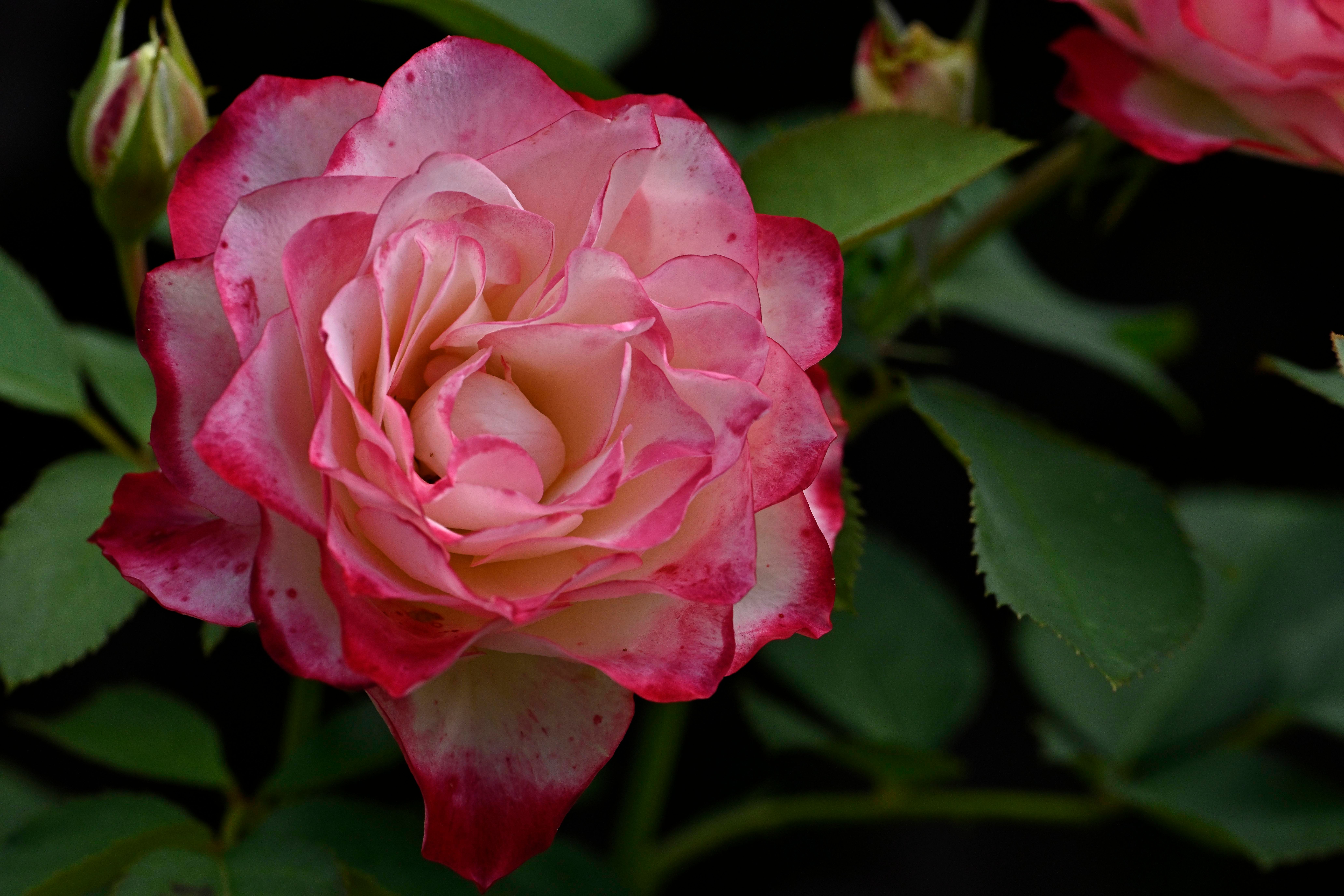 Close-up of a Pink Rose in Full Bloom · Free Stock Photo