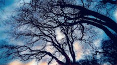 冬日暮色中，无叶树木的奇诡轮廓交织在充满活力的天空下