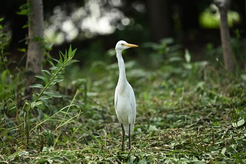 Free A cattle egret stands gracefully amidst lush green vegetation in a tranquil setting. Stock Photo