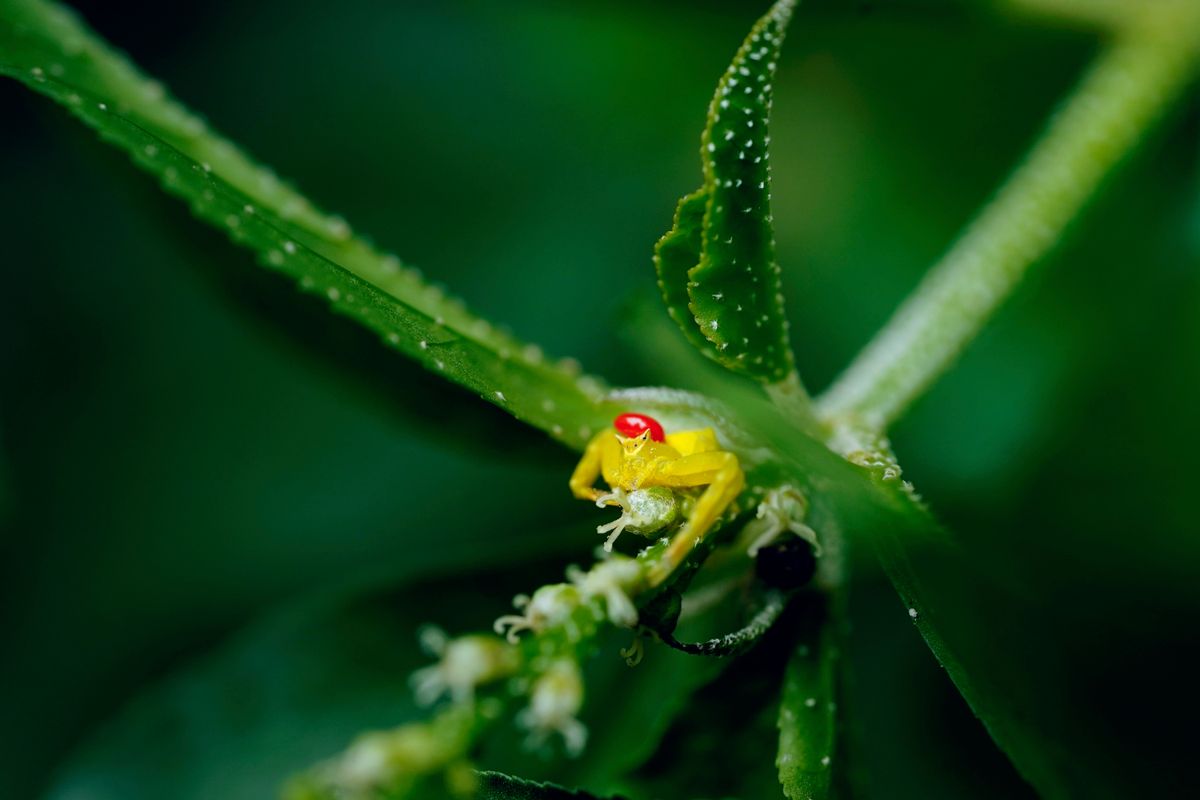 Close-up macro photograph of a yellow spider on green foliage, a common household pest addressed by spider treatment services