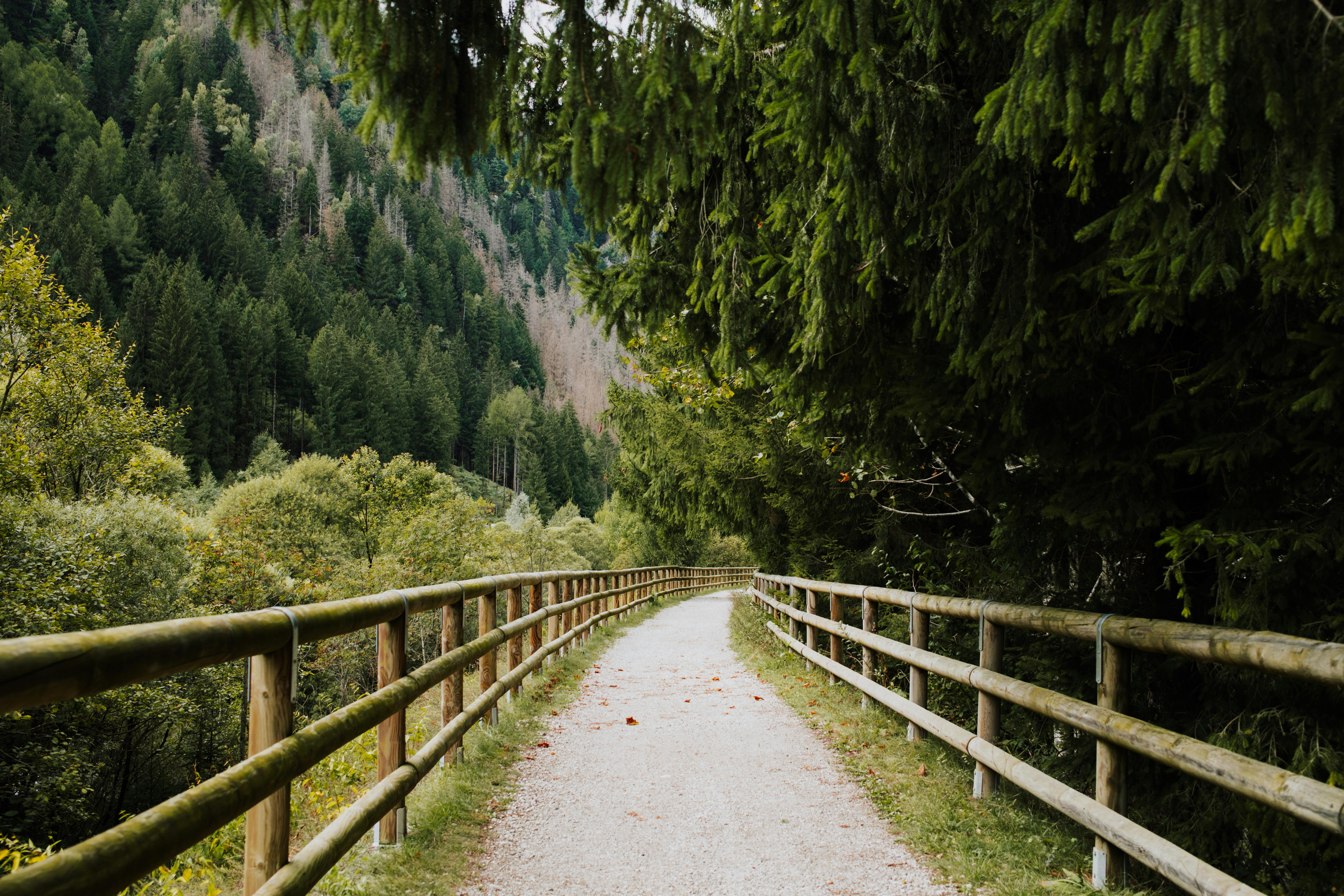 A tranquil forest path lined with wooden fences, surrounded by lush greenery and tall trees.