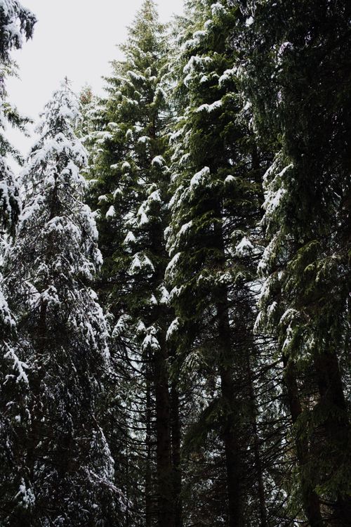 Free Tall snow-covered evergreen trees in a serene winter forest scene. Stock Photo