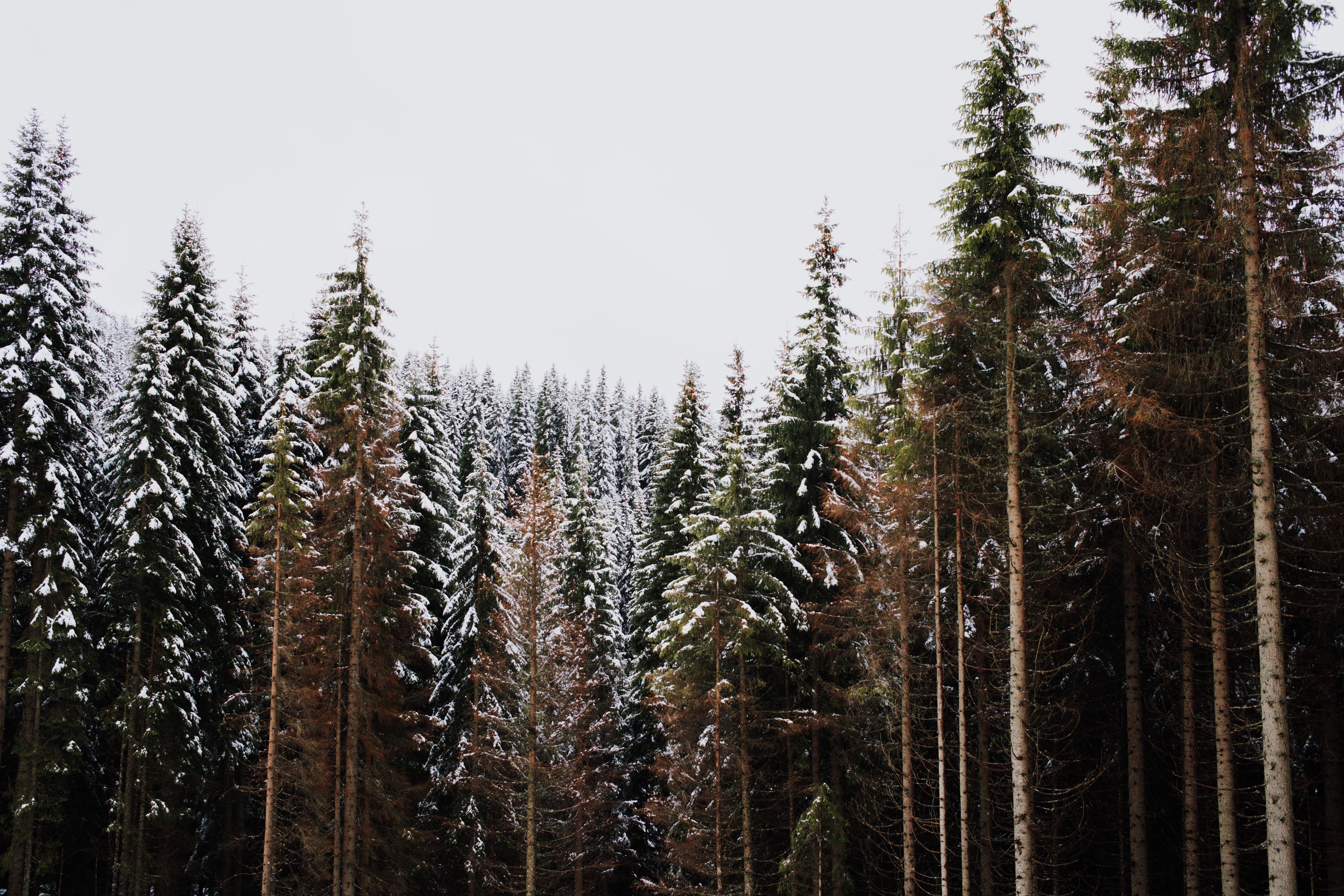 Snow-Covered Pine Forest in Winter Landscape · Free Stock Photo