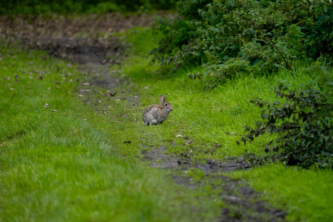 Wild Rabbit in a Green Forest Pathway · Free Stock Photo