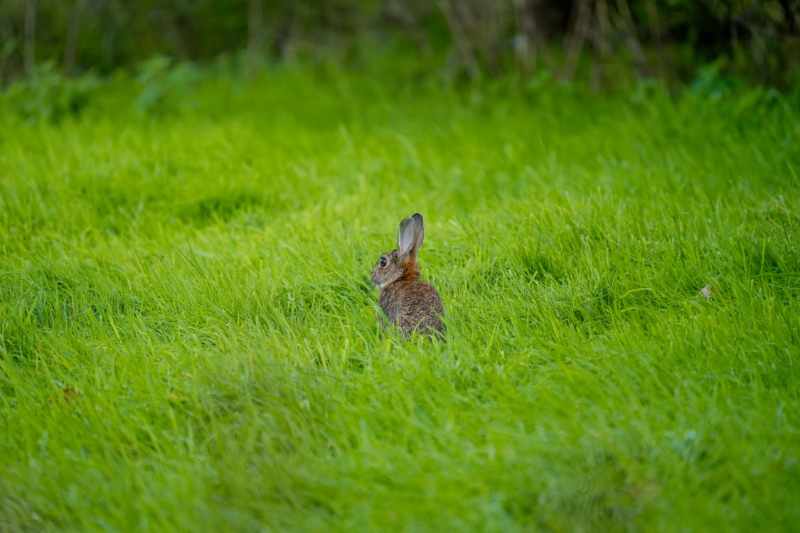 Lush Rabbits Wild Rabbit in Lush Green Meadow · Free Stock Photo