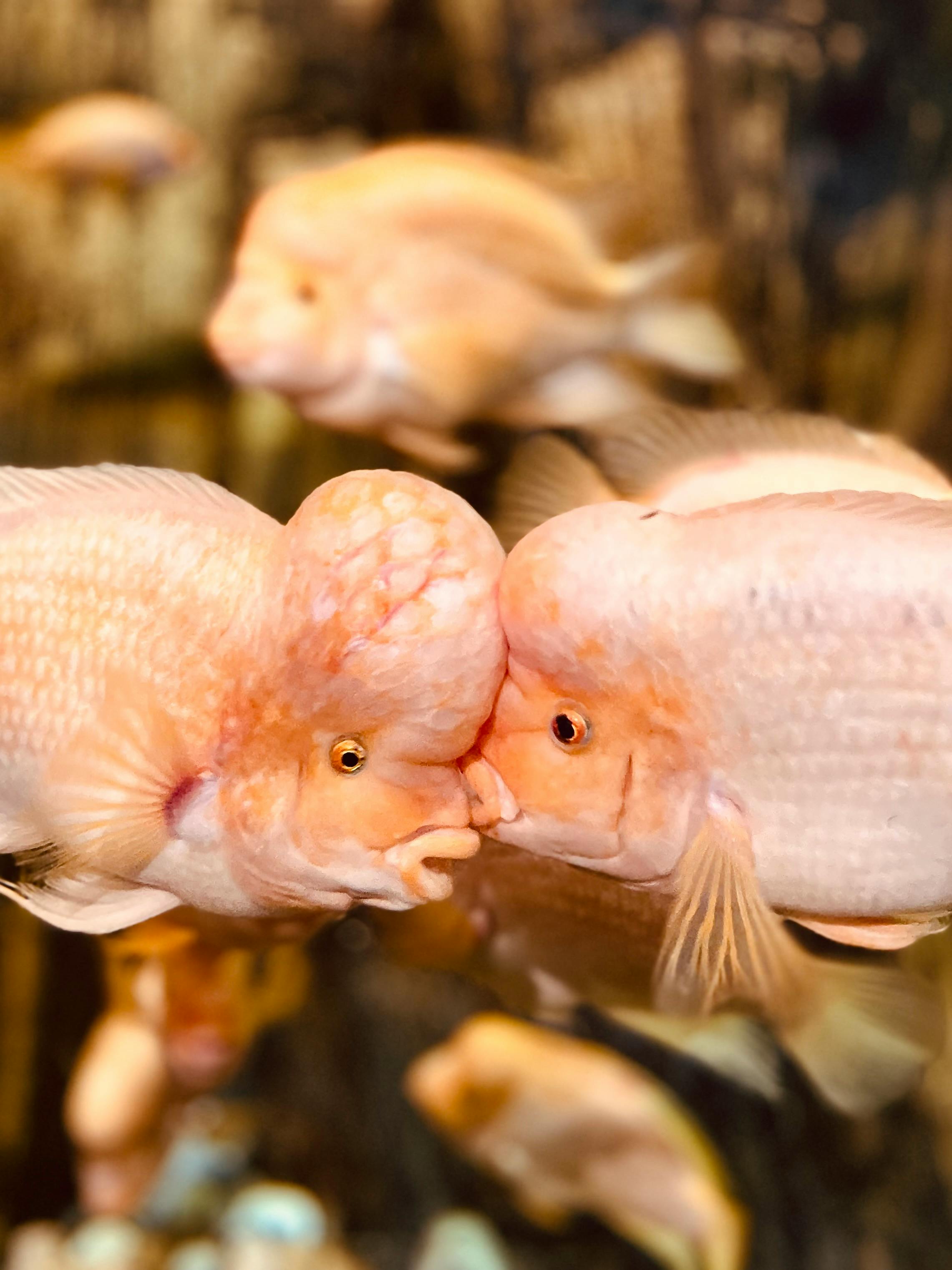 Two parrotfish engaged in a tender moment within an aquarium setting.