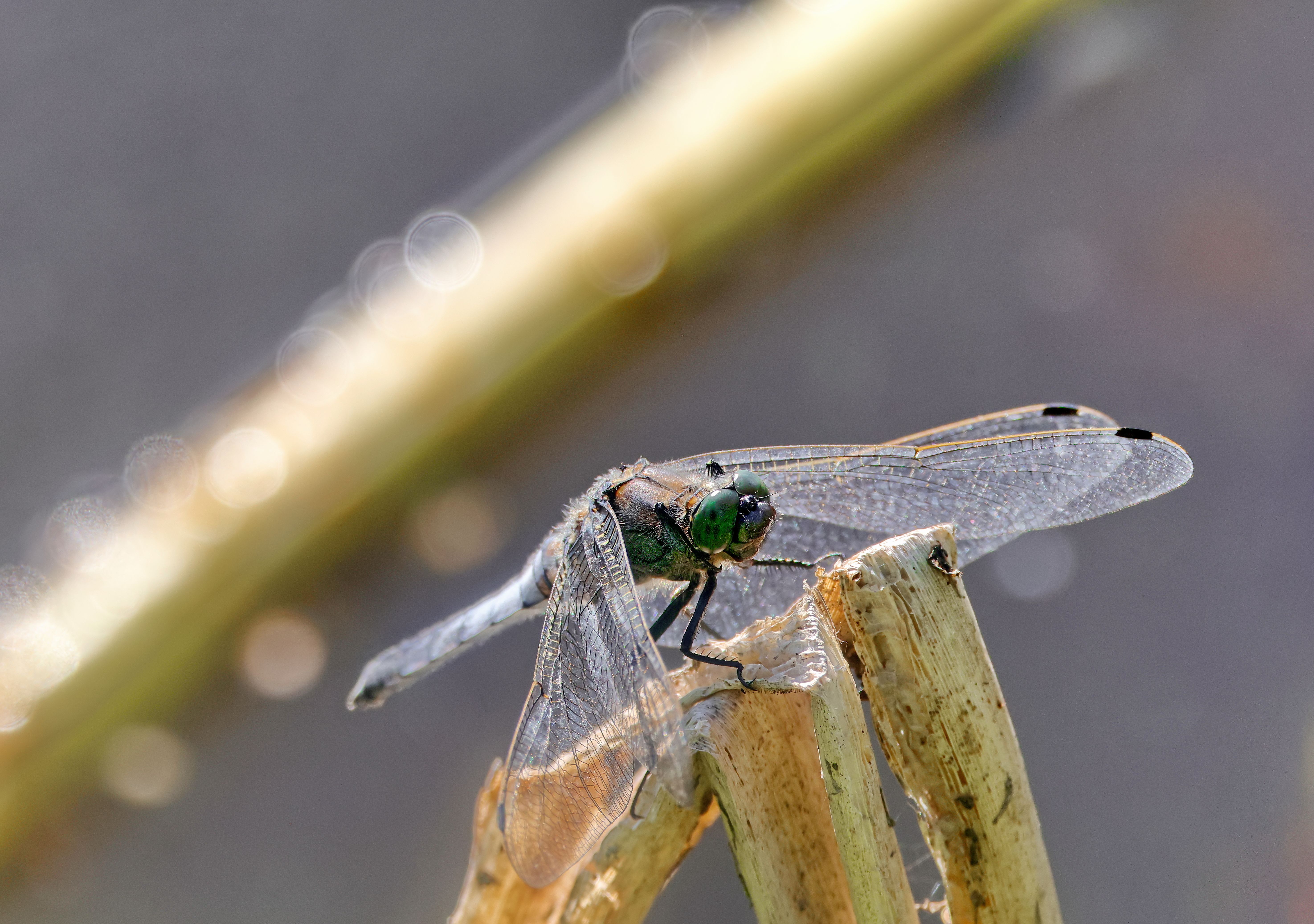 Macro Shot of Dragonfly on a Plant Stem · Free Stock Photo
