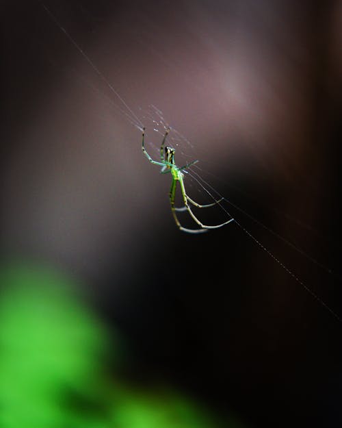 Kostenloses Stock Foto zu makro, makrofotografie, mutter natur