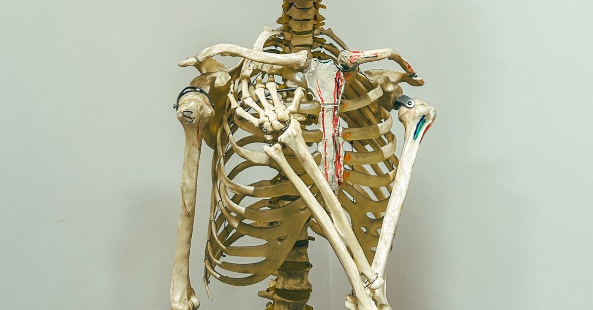 The 10 human bones and organs with functions not fully agreed upon The 10 human bones and organs with functions not fully agreed upon
