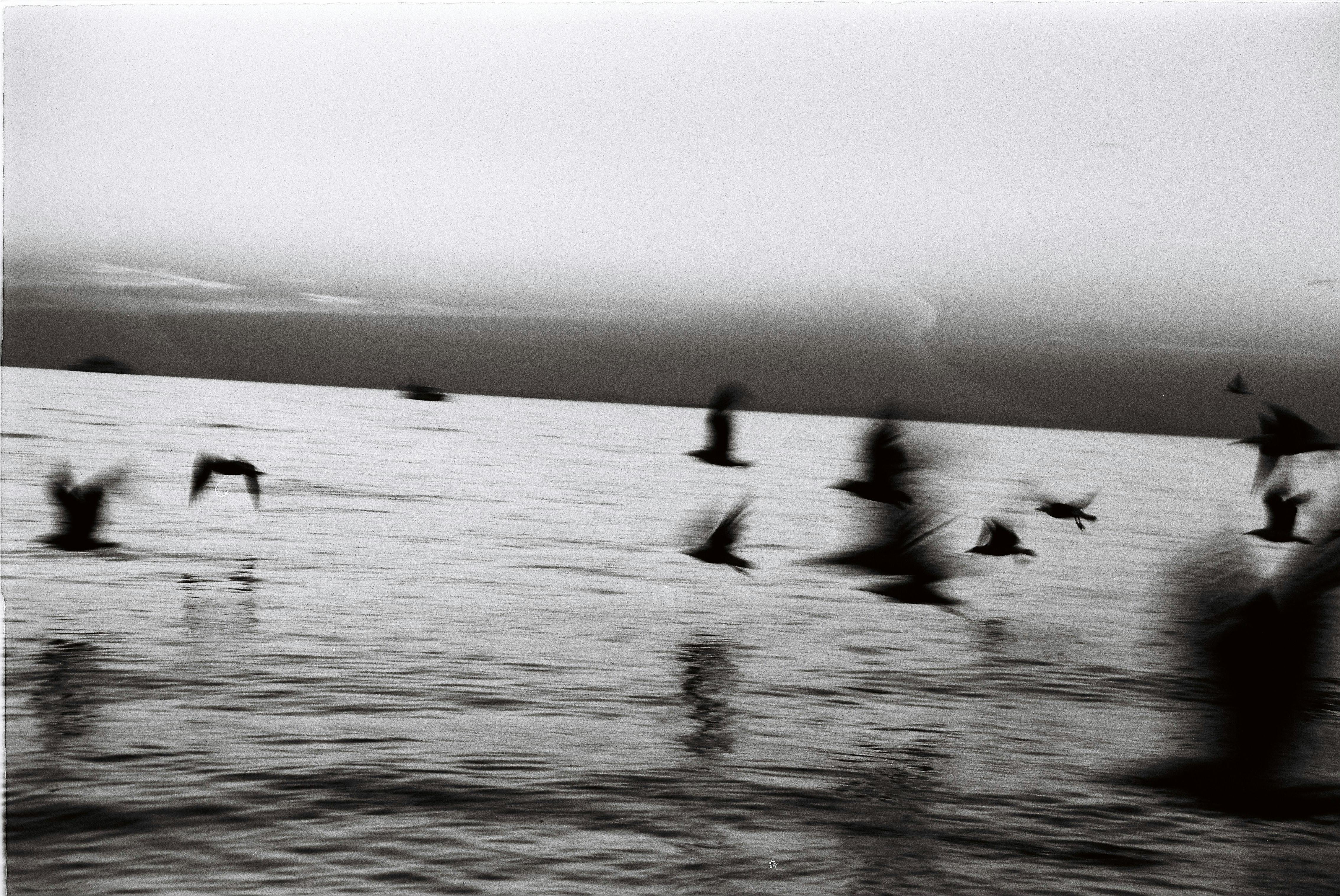 黄昏时，鸟儿在宁静的大海中飞过黑白照片