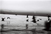 黄昏时，鸟儿在宁静的大海中飞过黑白照片