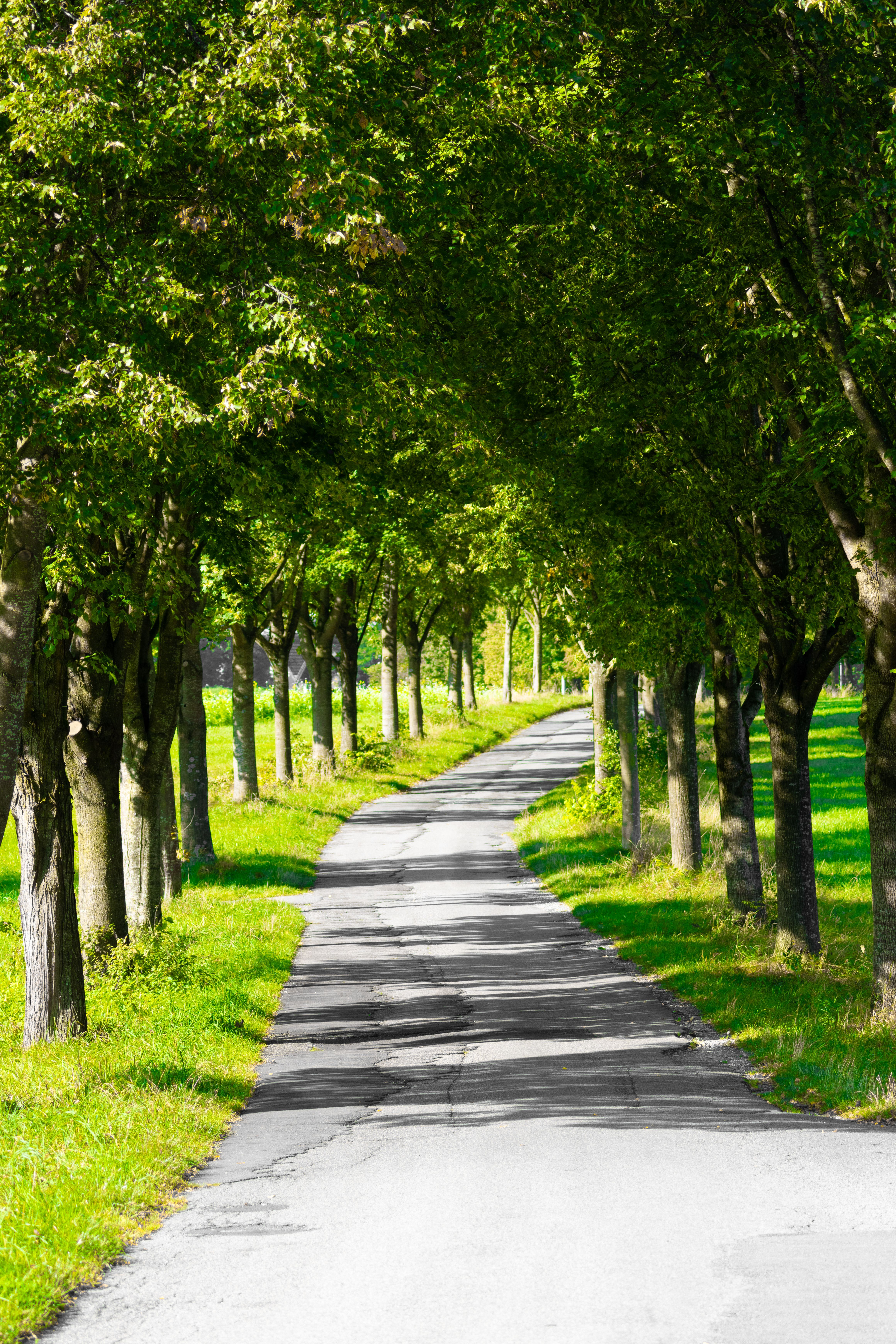 Sunlit Road Lined with Lush Green Trees · Free Stock Photo