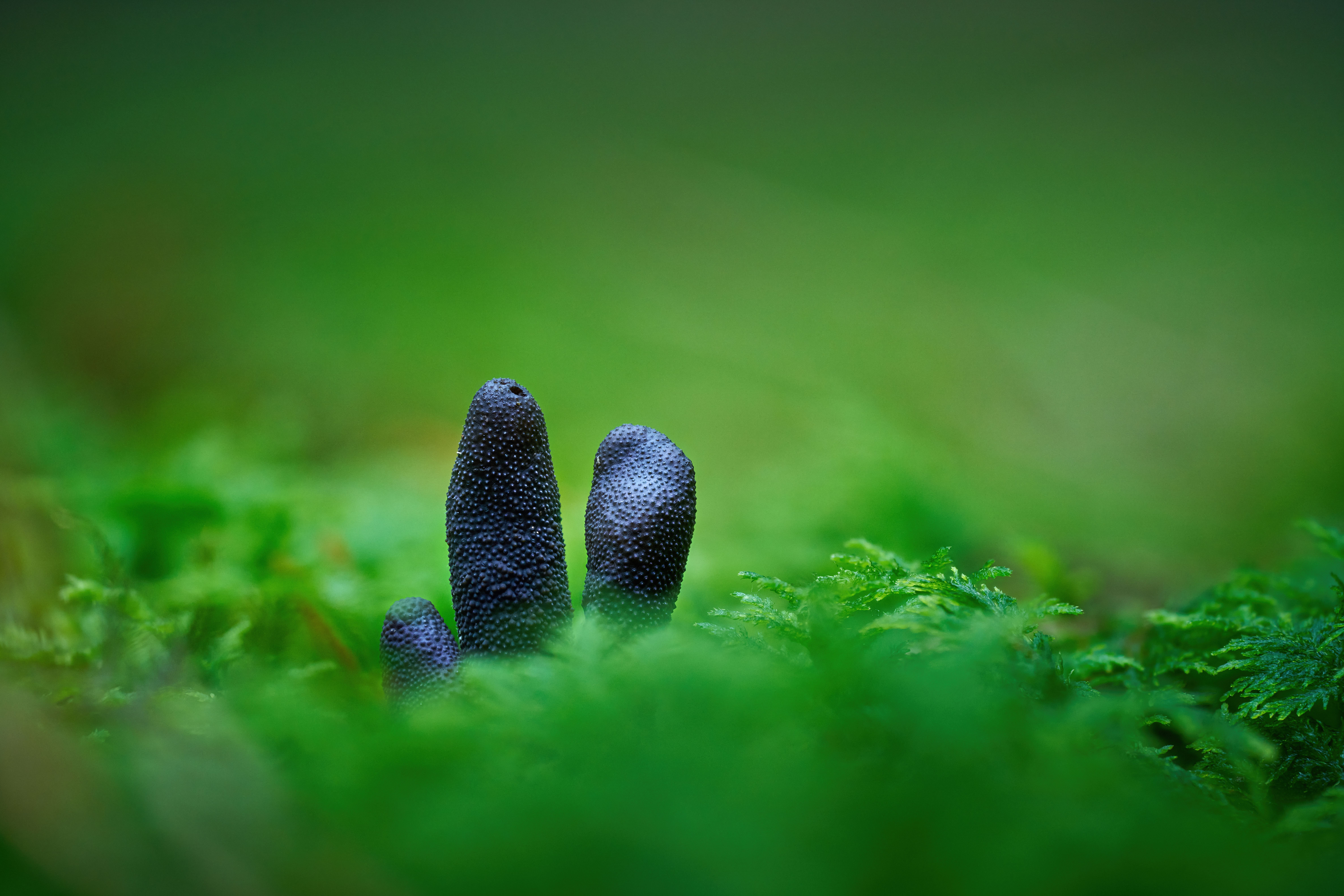 Mold Spore Counts: What Do the Numbers Mean? — image by Tommes Frites