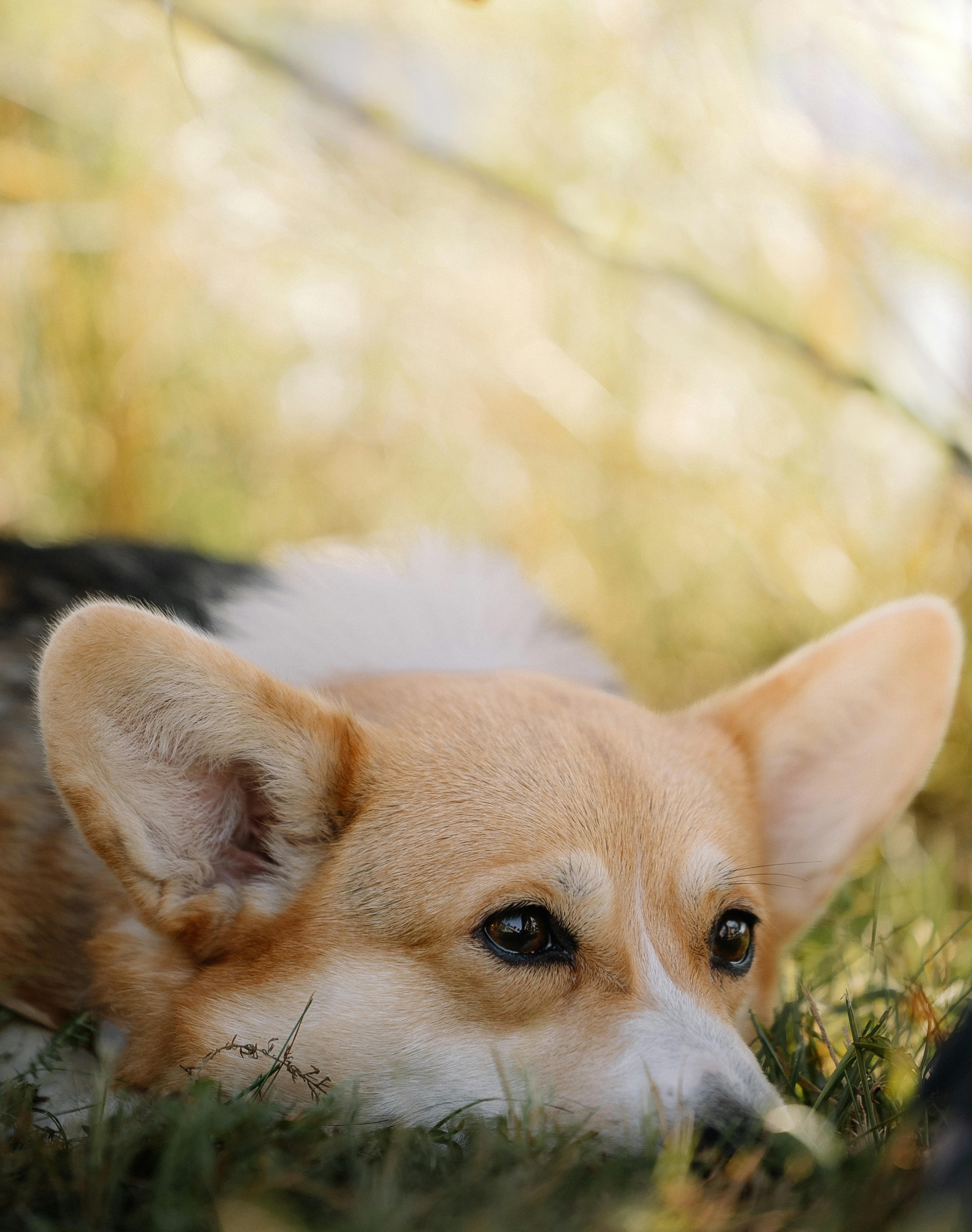 adorable corgi dog relaxing in grass outdoors