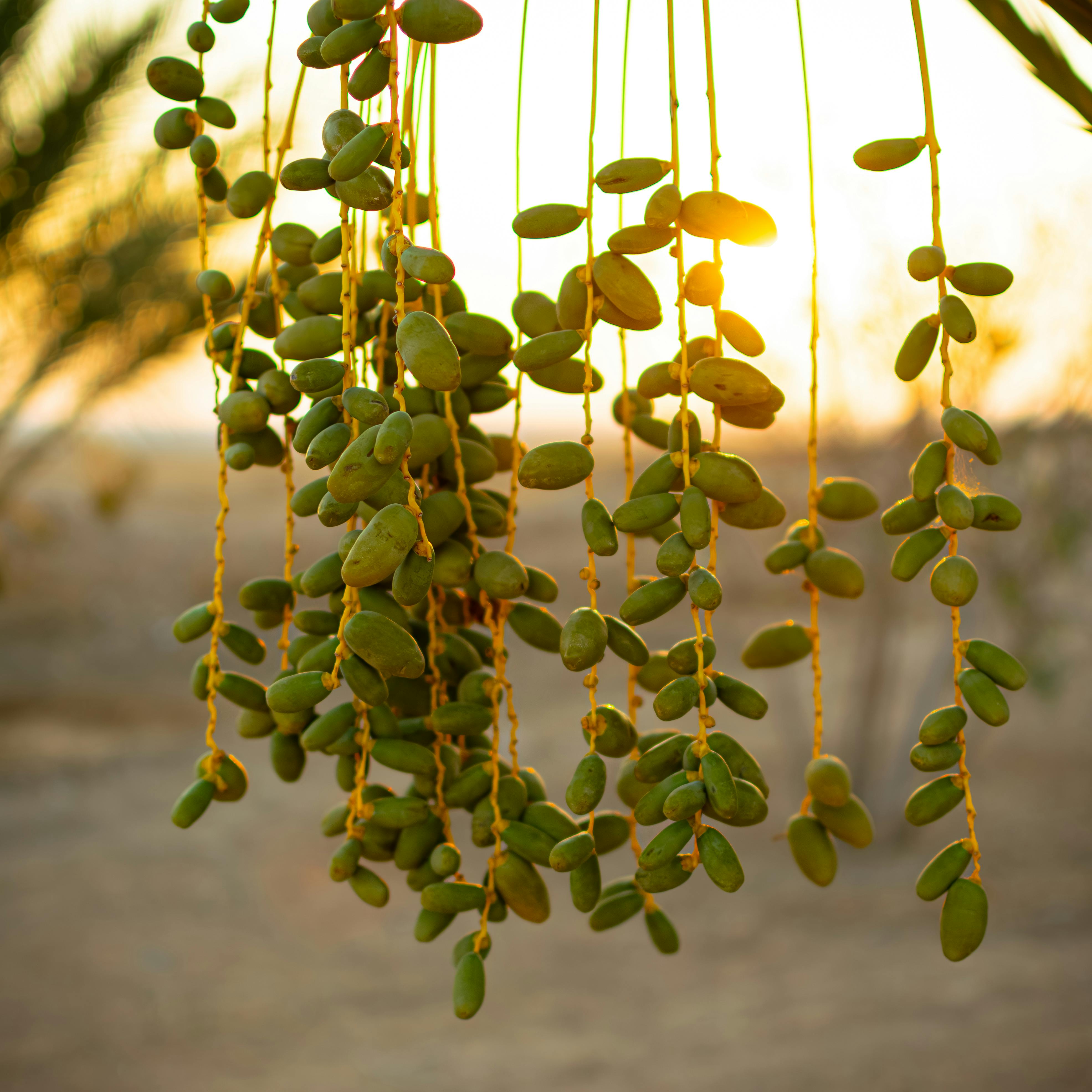 Date palm branches in Tataouine, Tunisia at sunset, creating a warm, natural ambiance.