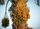 date palm