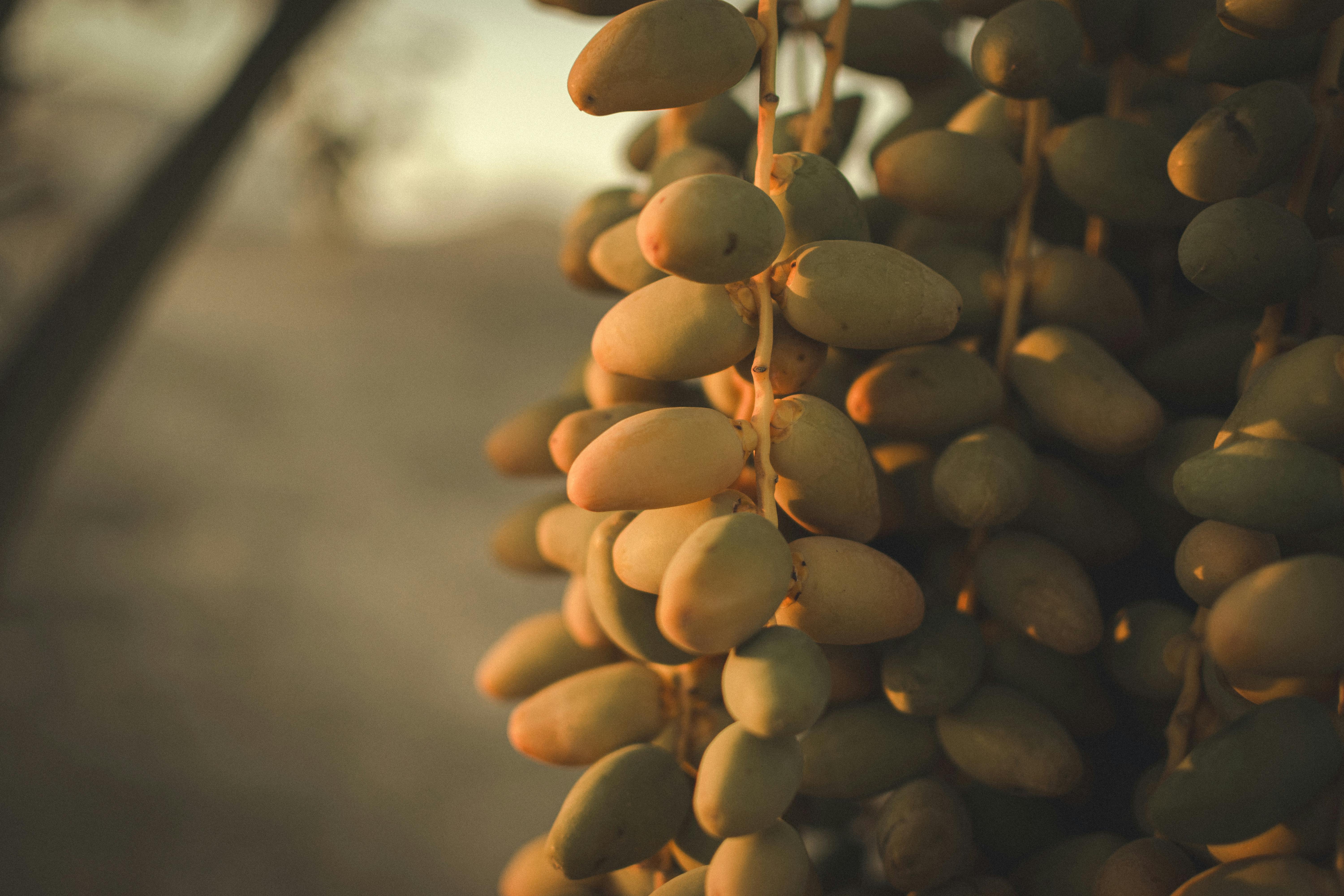 Ripe dates hanging on a palm tree, captured in Tataouine, Tunisia at sunset.