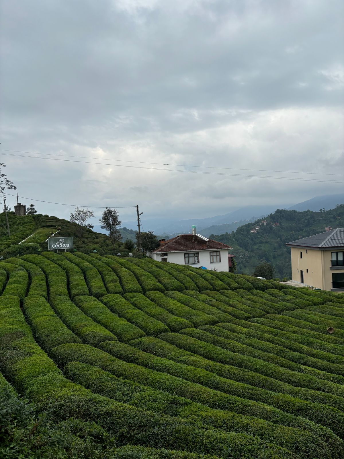 Rize çay bahçeleri