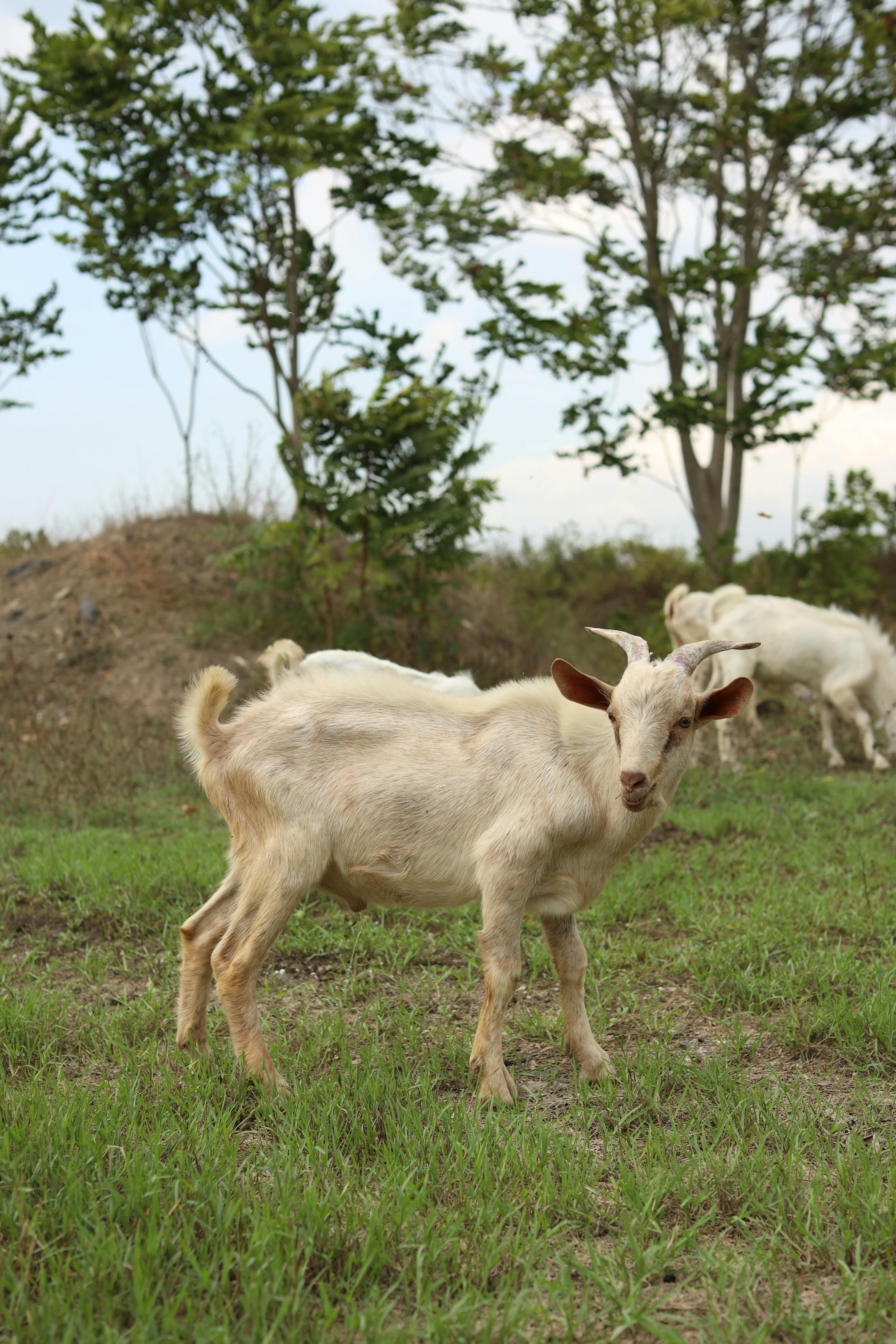 Gratuit Jeune Chèvre Dans Un Pâturage Luxuriant Photos