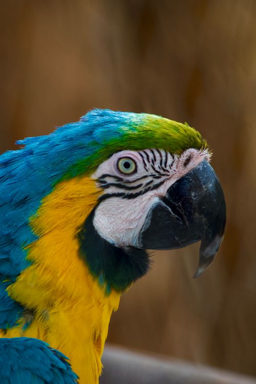 Free Beautiful close-up of a colorful blue and yellow macaw showing its detailed feathers. Stock Photo