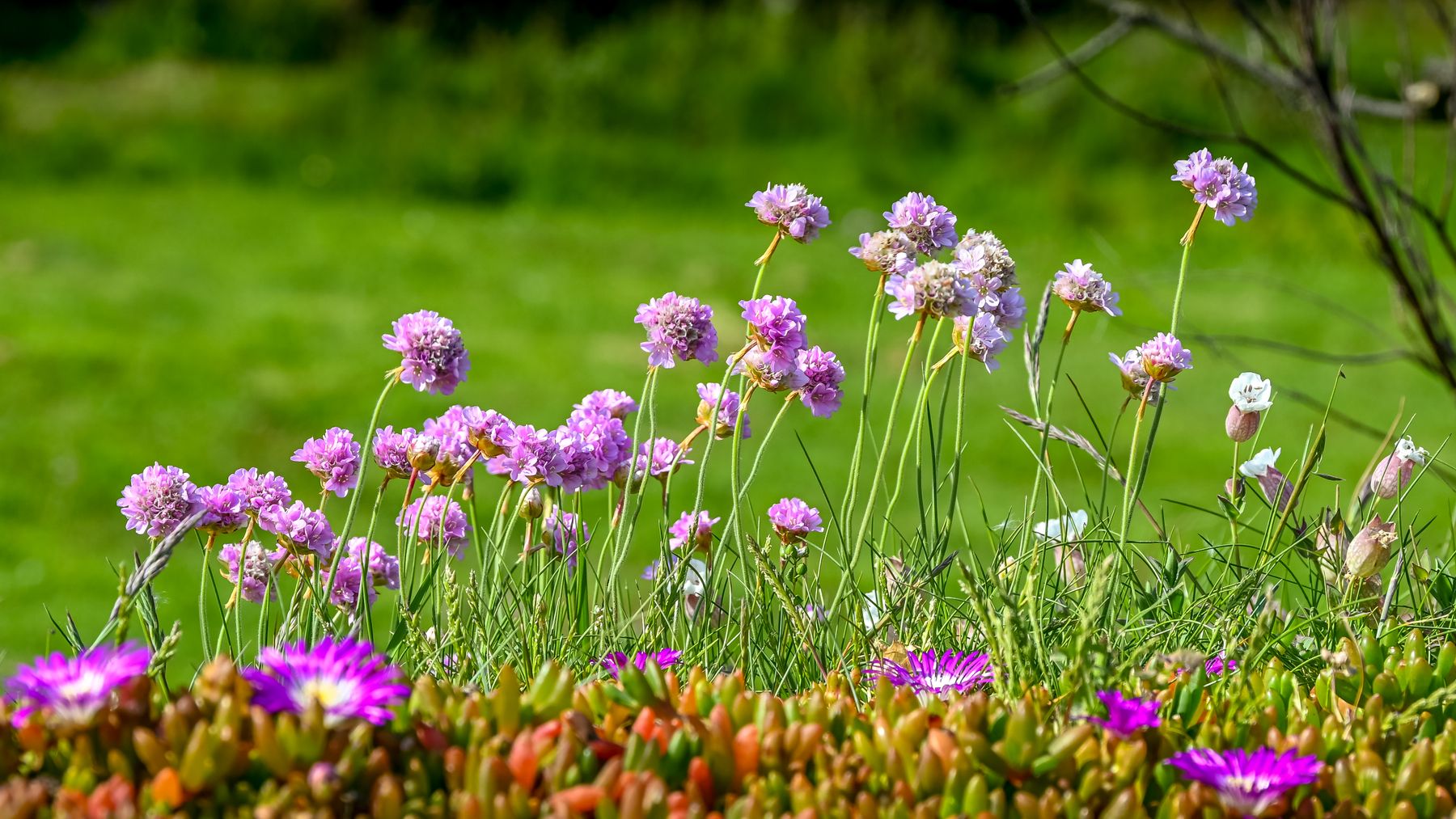 Sedum growing as a hardy perennial groundcover Sedum growing as a hardy perennial groundcover