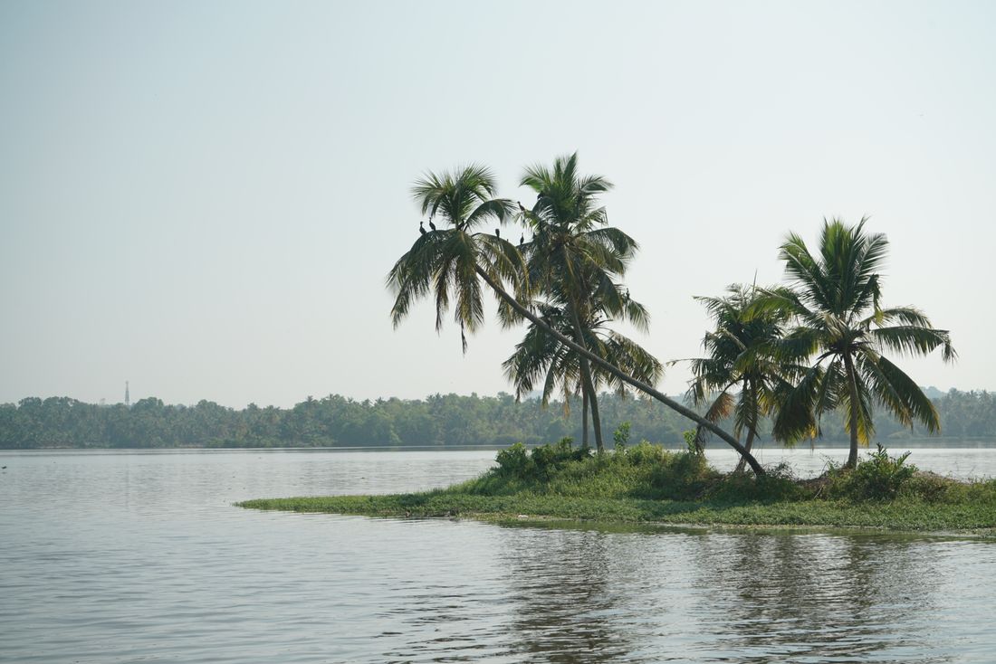 Coconut palms above the surf line