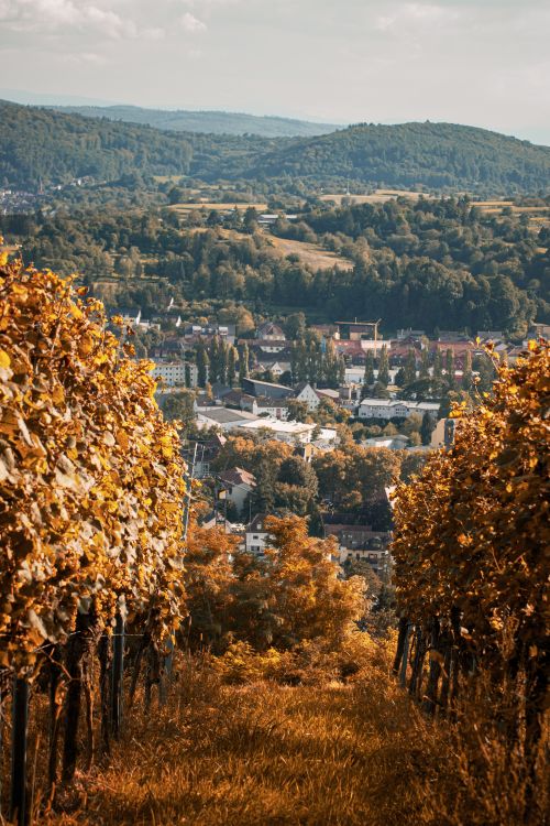 Free Scenic view of a vineyard in autumn, overlooking a city nestled among lush hills. Stock Photo