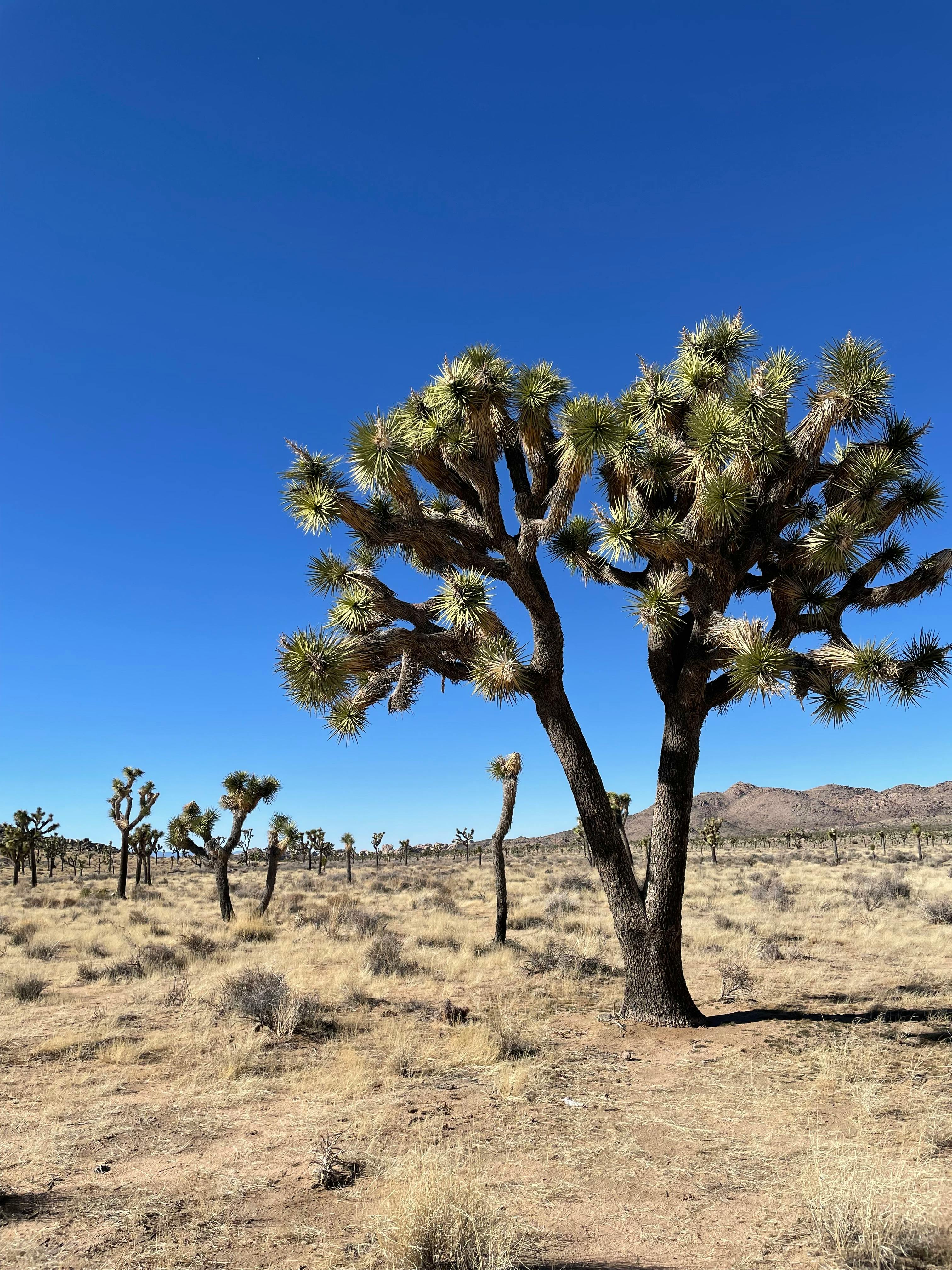 Vibrant blue sky over iconic Joshua trees in the Mojave Desert.