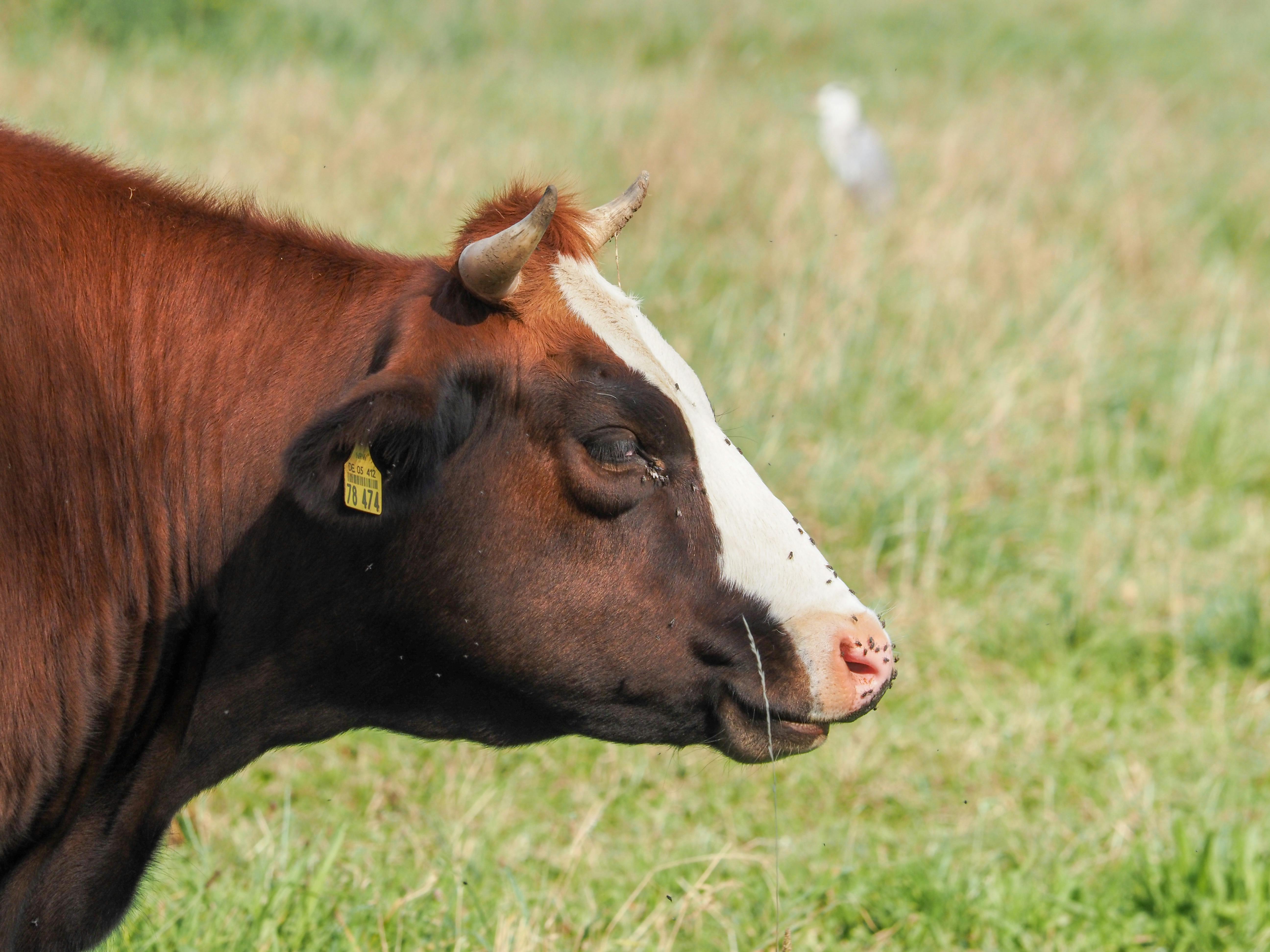 Gratuit Gros Plan D'une Vache Brune Broutant Dans Un Champ Photos