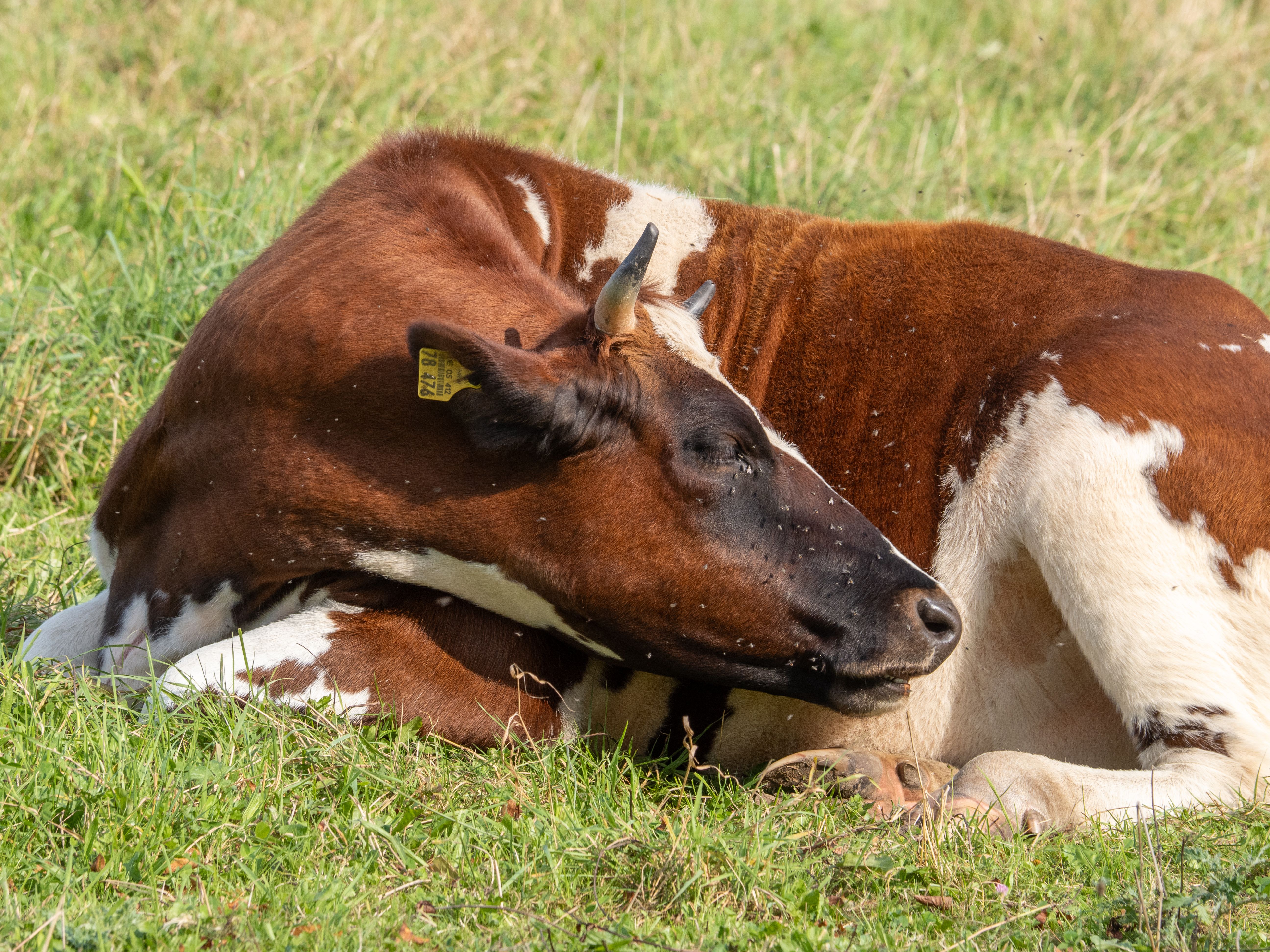 Flesh-Eating Cattle Parasite Spreads Beyond Texas