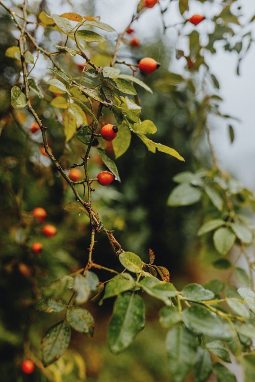 Free Close-up of rose hip berries on a leafy branch showcasing vibrant natural colors. Stock Photo