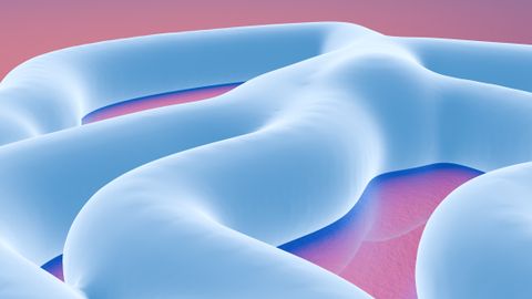 The colonic mucus layer behaves like a negotiated border rather than a wall