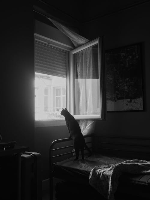 Greyscale Photo of Cat Looking outside Window