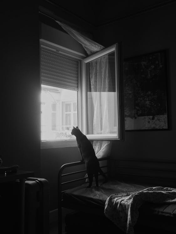 望窗外的猫的灰度照片