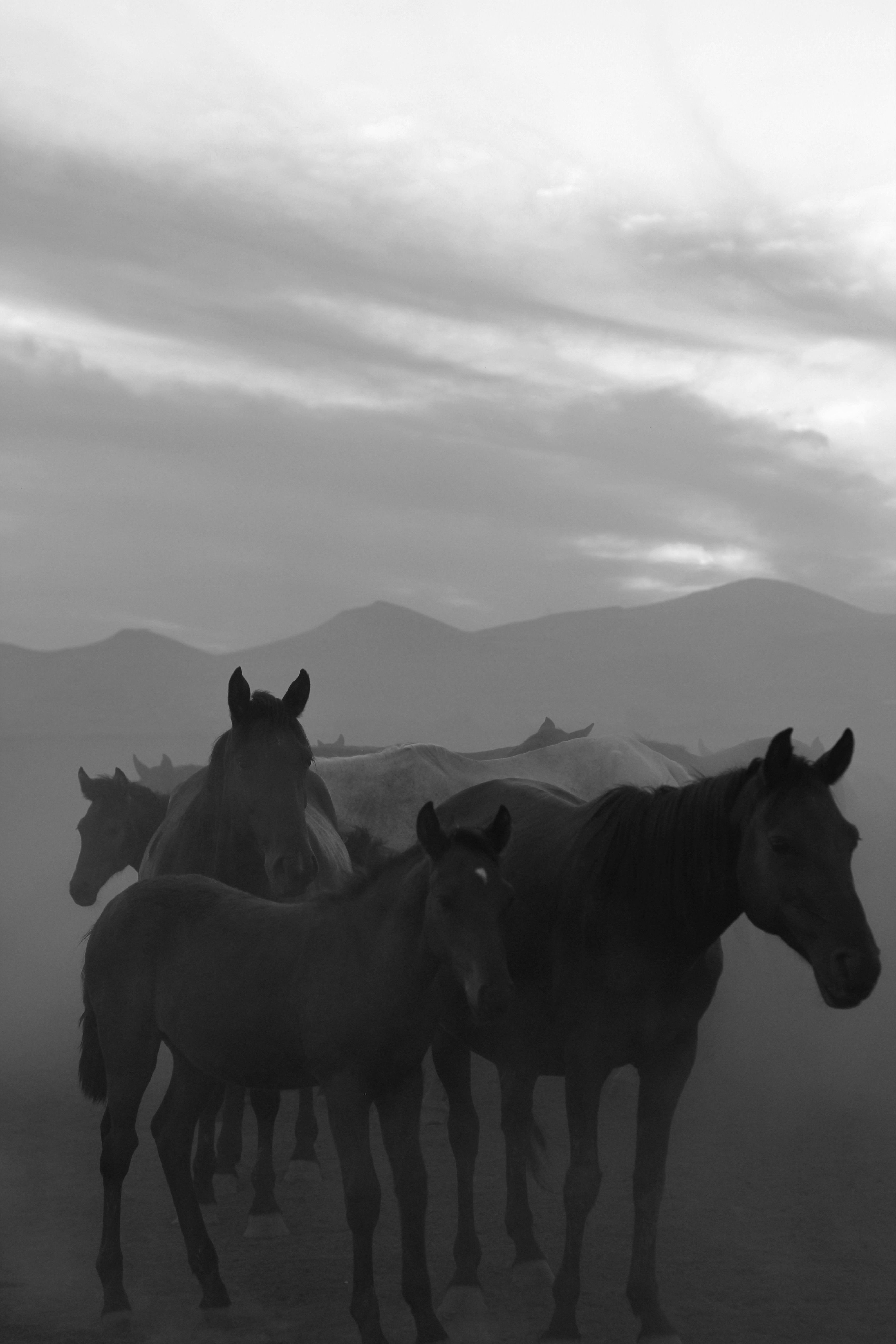 Black and White Horses in Misty Landscape · Free Stock Photo