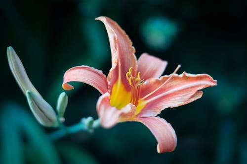 Kostnadsfri bild av 50 mm, apelsinblomma, blomma