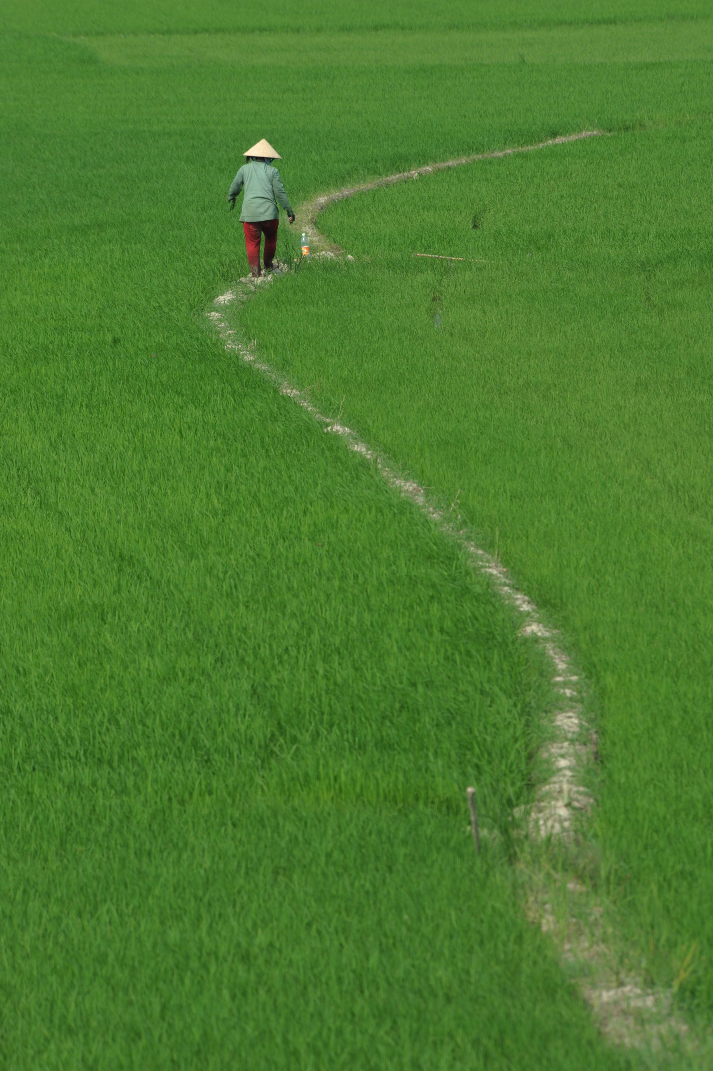 Vietnamese Farmer Walking in Lush Green Rice Field · Free Stock Photo